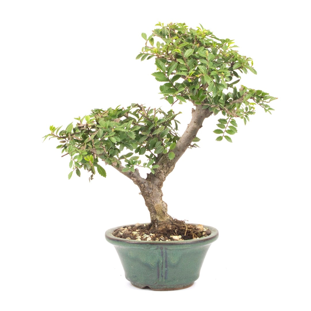 Japanische Ulme 'Ulmus japonica'